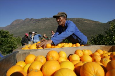 harvesting oranges at Jamaka organic farm