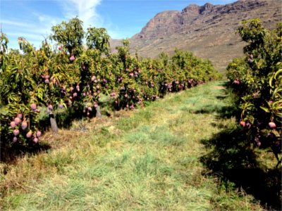 A mango plantation in the Cederberg mountains of South Africa