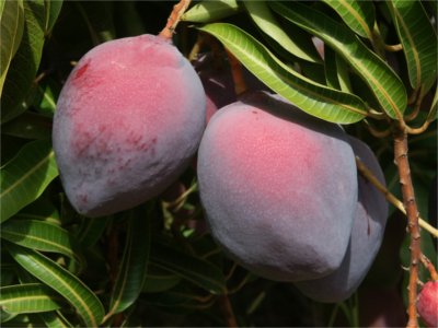 three ripe mangoes hanging on a tree